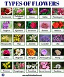 Types of Flowers: List of 50+ Popular Flowers Names with Their Meaning ...