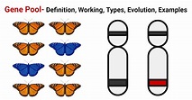 Gene Pool- Definition, Working, Types, Evolution, Examples