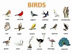 "BIRD" Vocabulary Word List | Visual dictionary, Learn english, Vocabulary
