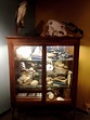 Curiosity cabinet, The University of Colorado Museum of Natural History ...