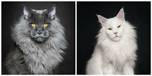 Conheça a maior raça de gatos do mundo em fotos impressionantes