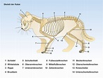 UnterrichtsSoftware Biologie: UnterrichtsSoftware Die Katze