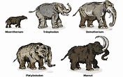LA EVOLUCION DE el elefante timeline | Timetoast timelines