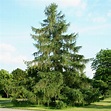 Larice - Alberi Conifere