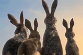 La collina dei conigli (Serie TV 2018 - 2018): trama, cast, foto, news ...