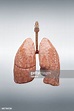 Lung Anatomy - Fotografias e Filmes do Acervo - Getty Images