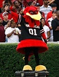 Cocky, the mascot for the University of South Carolina. 5+ (One sided ...
