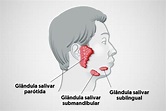 Glândulas salivares - O que é, função, onde ficam, anatomia, saliva