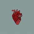 pinterest// jociiiiiiiiiiii | Human heart art, Heart art, Human heart