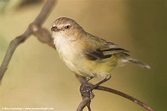 Weebill | BIRDS in BACKYARDS