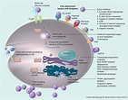 Dengue: an update on treatment options | Future Microbiology