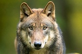 Wolfsbestand in Österreich auf rund 40 Tiere zurückgegangen - Natur ...