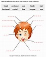 Human Face Parts Name Worksheet - Turtle Diary