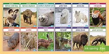 Animals and their Continents Display Photos - Twinkl