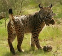 15 Things You Need to Know about the Iberian Lynx before This Most ...