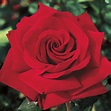 Ingrid Bergman Hybrid Tea Rose | Sooner Plant Farm