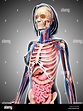 Women anatomy -Fotos und -Bildmaterial in hoher Auflösung – Alamy