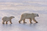 Tierlexikon: Eisbär – WWF Panda Club