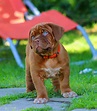 Free photo: Dog, Dogue De Bordeaux, Puppy - Free Image on Pixabay - 742647