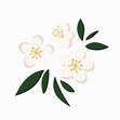 Dibujado a mano camellia sinensis flor de té verde planta china con ...