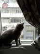 安裝貓窗紗或貓窗花注意事項: - CATSMAMMYHK