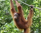 10 Facts About Orangutans