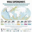 Identifying whale migration routes in the global oceans - Argos