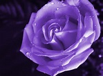 Purple Rose Wallpaper - Wallpaper, High Definition, High Quality ...