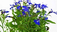 Männertreu, Blaue Lobelie (Lobelia erinus): Pflanzen & Pflege