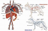 Corazón de perro y sistema cardiovascular: órganos y patologías. - Vida ...