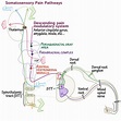 Neuroanatomy Glossary: Pain Pathways | ditki medical & biological sciences