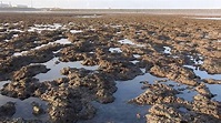 大潭藻礁是全台最壯闊的藻礁群 - YouTube