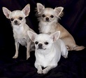 A Guide to the Apple Head Chihuahua | PetHelpful