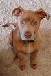 Red Nose Pitbull - Pros, Cons And Your Ultimate FAQ