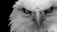 White Eagle Wallpapers - Top Free White Eagle Backgrounds - WallpaperAccess