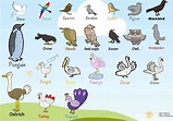 Bird Names: List of Birds and Types of Birds (with Beautiful Bird ...