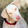 Características de los perros albinos