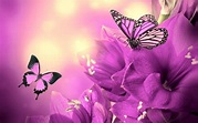 Purple Butterfly Fondos de pantalla For Android Película Imágenes por ...