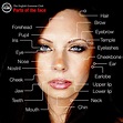 Parts of the face - Grammar Tips
