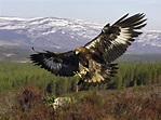 Kazakh Symbol Golden Eagle is Critically Endangered
