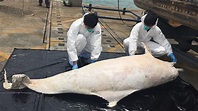 再有中華白海豚擱淺死亡 - 香港經濟日報 - TOPick - 新聞 - 社會 - D150505