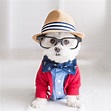 Conoce a Toby el perro mas hipster de Instagram - CharHadas
