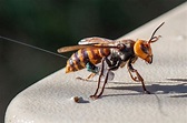 People are mistaking cicada killing-insects for murder hornets