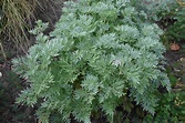 Artemisia - Artemisia arborescens - Artemisia arborescens - Piante da ...