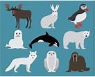 With Tundra Animals Clipart | Arctic animals, Animal clipart, Polar animals