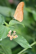 butterfly | Peach and green, World of color, Butterfly garden