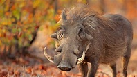 Warthog | San Diego Zoo Animals & Plants