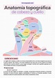 Anatomía topográfica de cabeza y cuello | Anagraphis med | uDocz