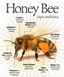 Honey Bee Anatomy | Honey bee facts, Bee, Bee anatomy
