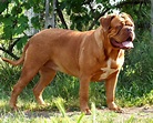 👍10 Características Resaltantes del Gran Perro Dogo de Burdeos | Mil ...
